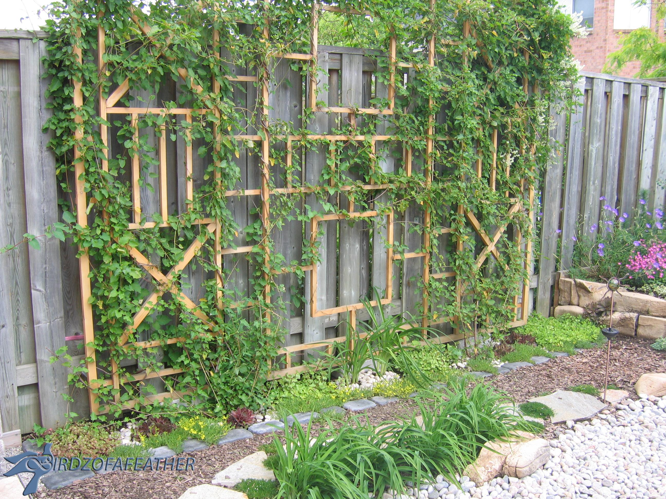 Trellis_031.jpg