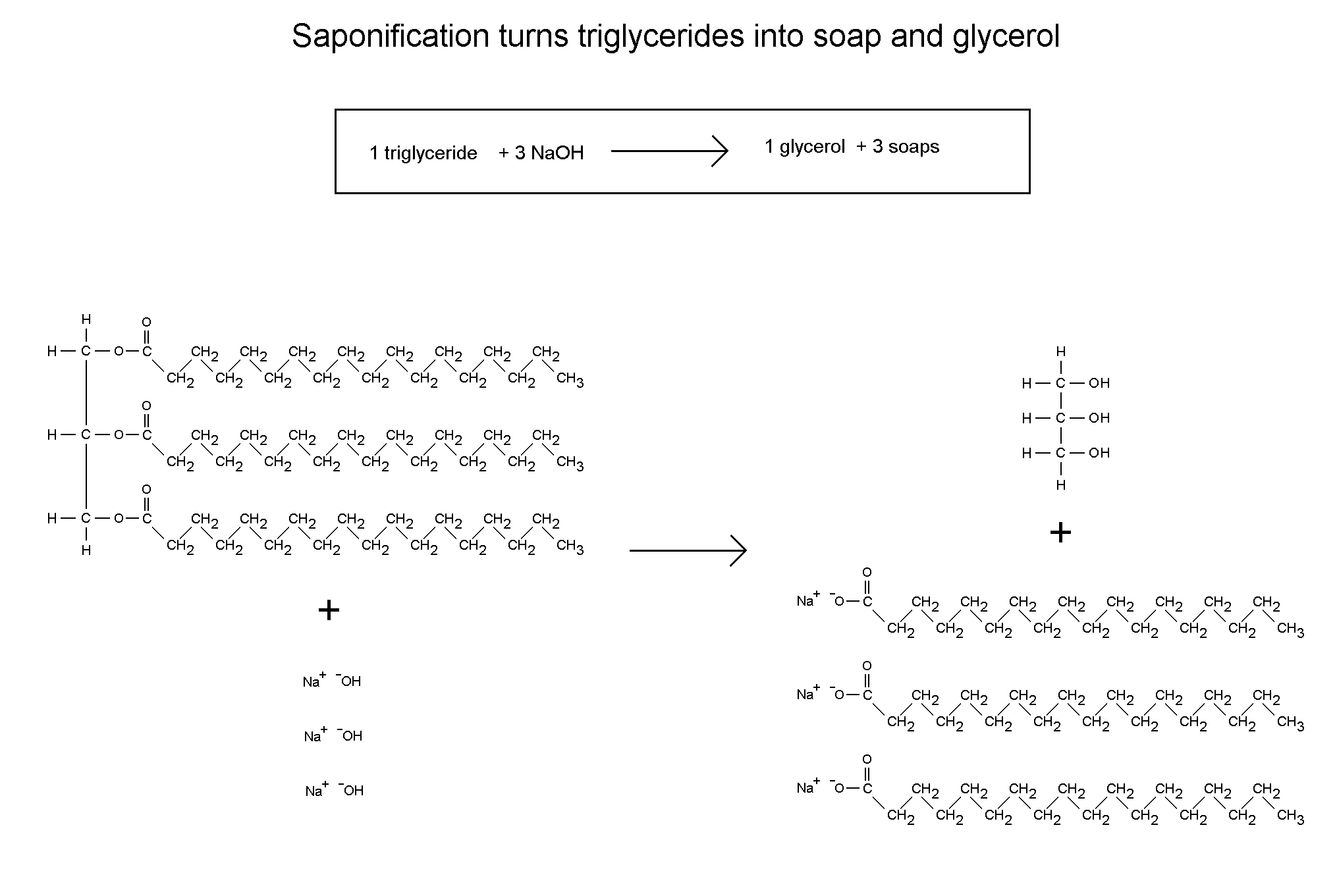 Triglyceride-Saponification.png