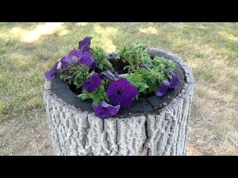 Turn a Stump Into a Planter