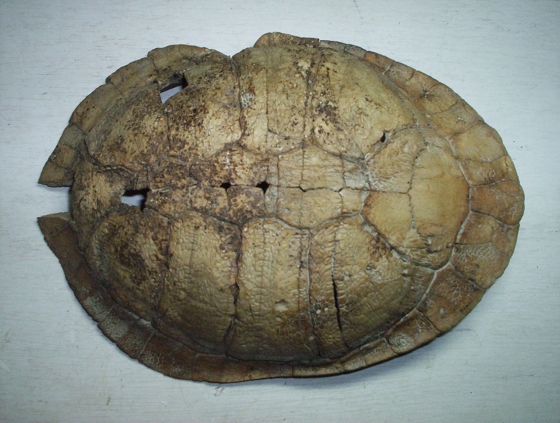 Turtle05.JPG