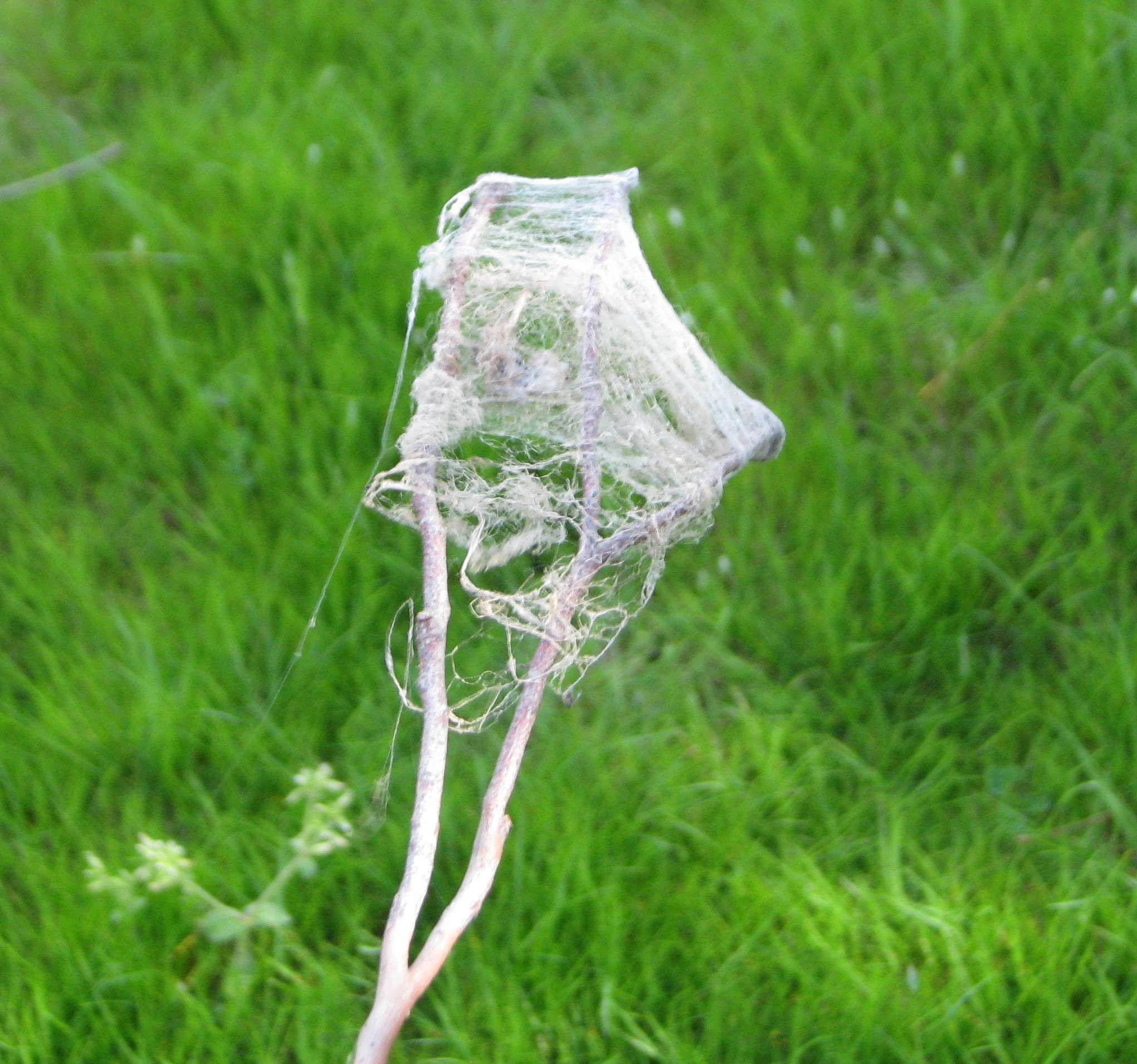 Twiggy cobweb broom .JPG