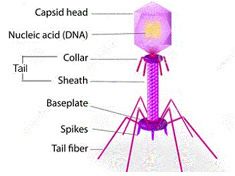 Typical-bacteriophage-structure.png