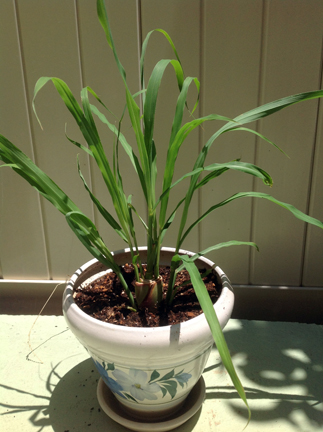 UPDATE LEMON GRASS 1.jpg