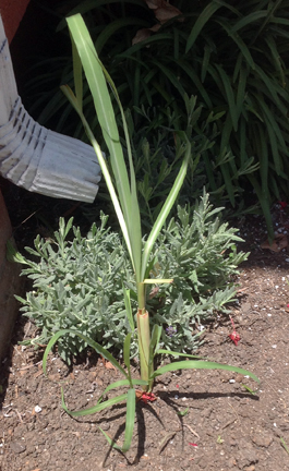 UPDATE LEMON GRASS 2.jpg