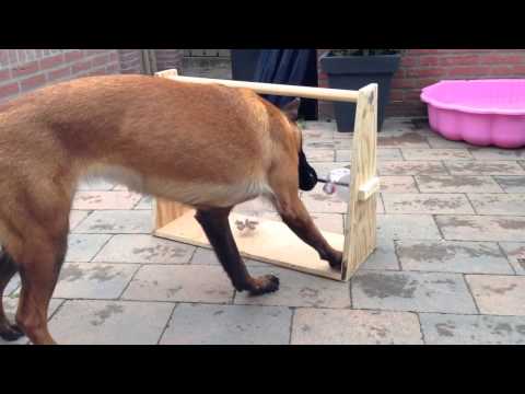 Un chien joue avec des bouteilles contenant des croquettes