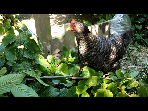 Using Tree Fodder. Free Organic Chicken Feed from Hedges. Forraje de hoja. Feuilles poules