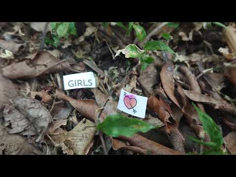 Val-ANT-tine's day messages! -Via Leafcutter Ants in Panama I heart you girls