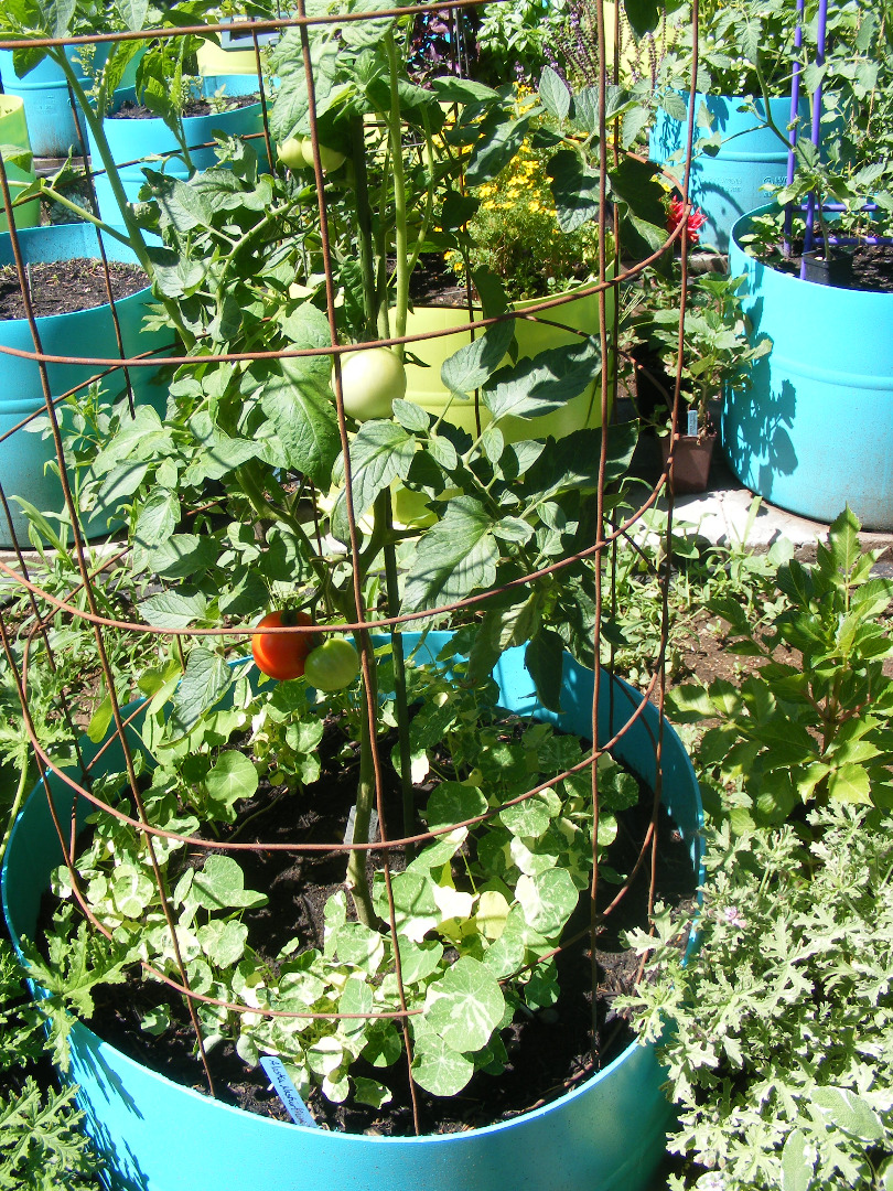 Veggie Pots First Tomato.jpg