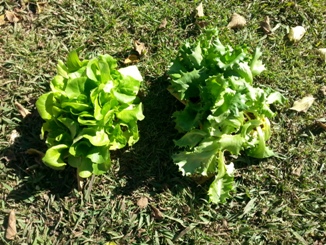 Veggies in seedling trays.jpg