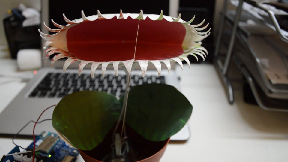 Venus Fly Trap Toy