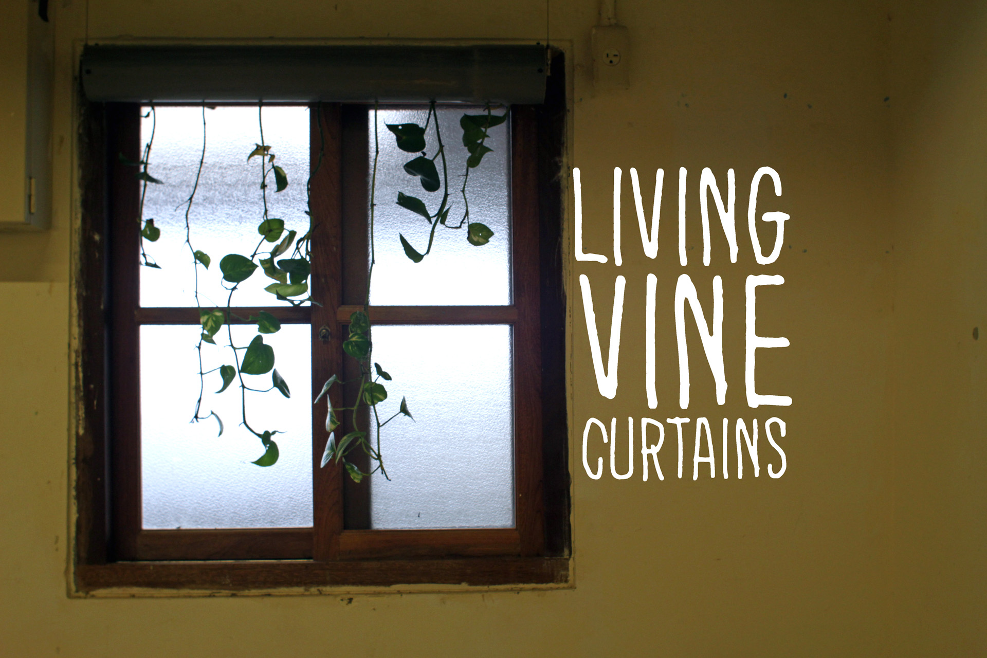 Vine Curtains (cover).jpg