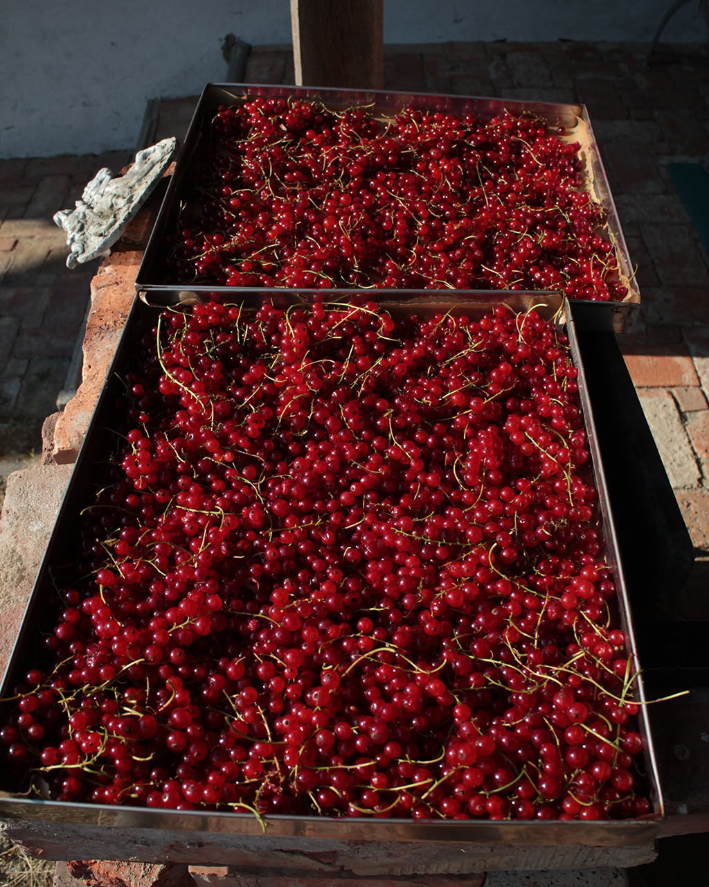 Washed Red Currants.jpg