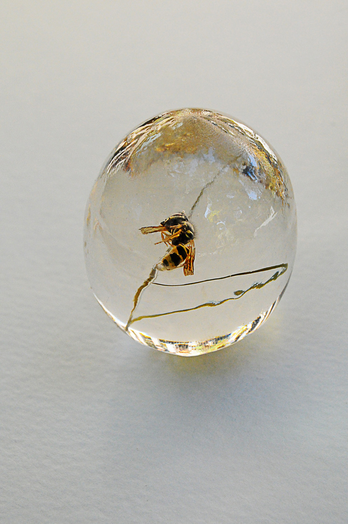 Wasp Egg by Jolene Oldham.jpg