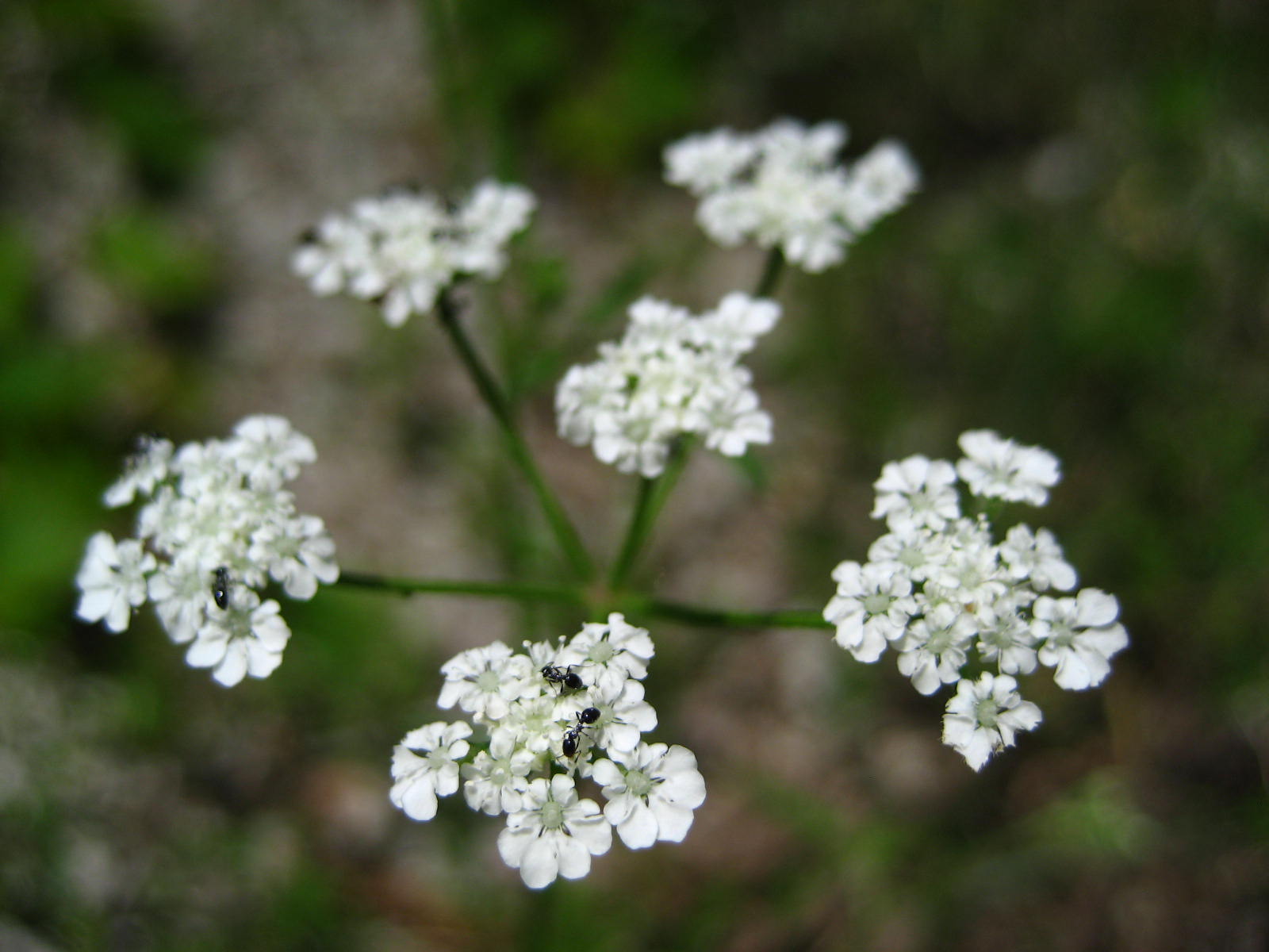 Water Hemlock