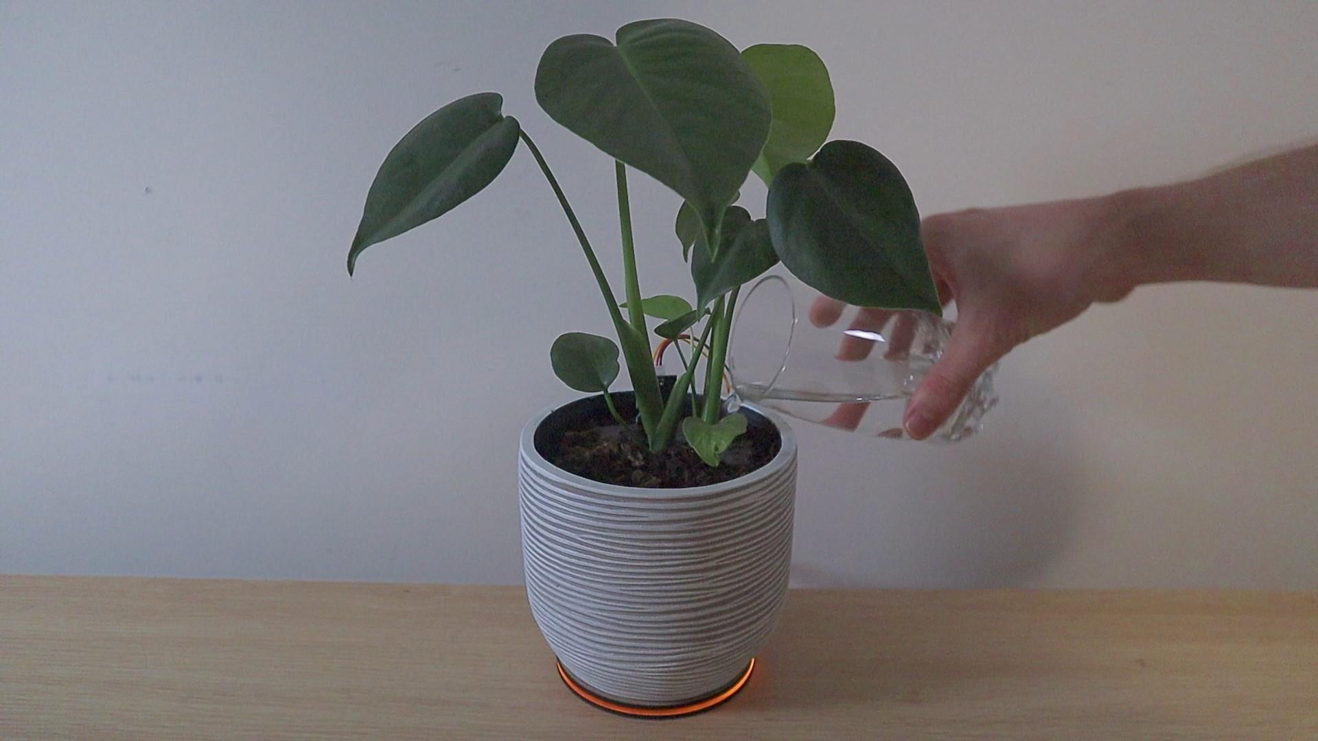 Watering Indoor Plant.jpg