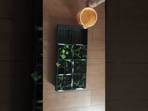 Watering your Seedlings