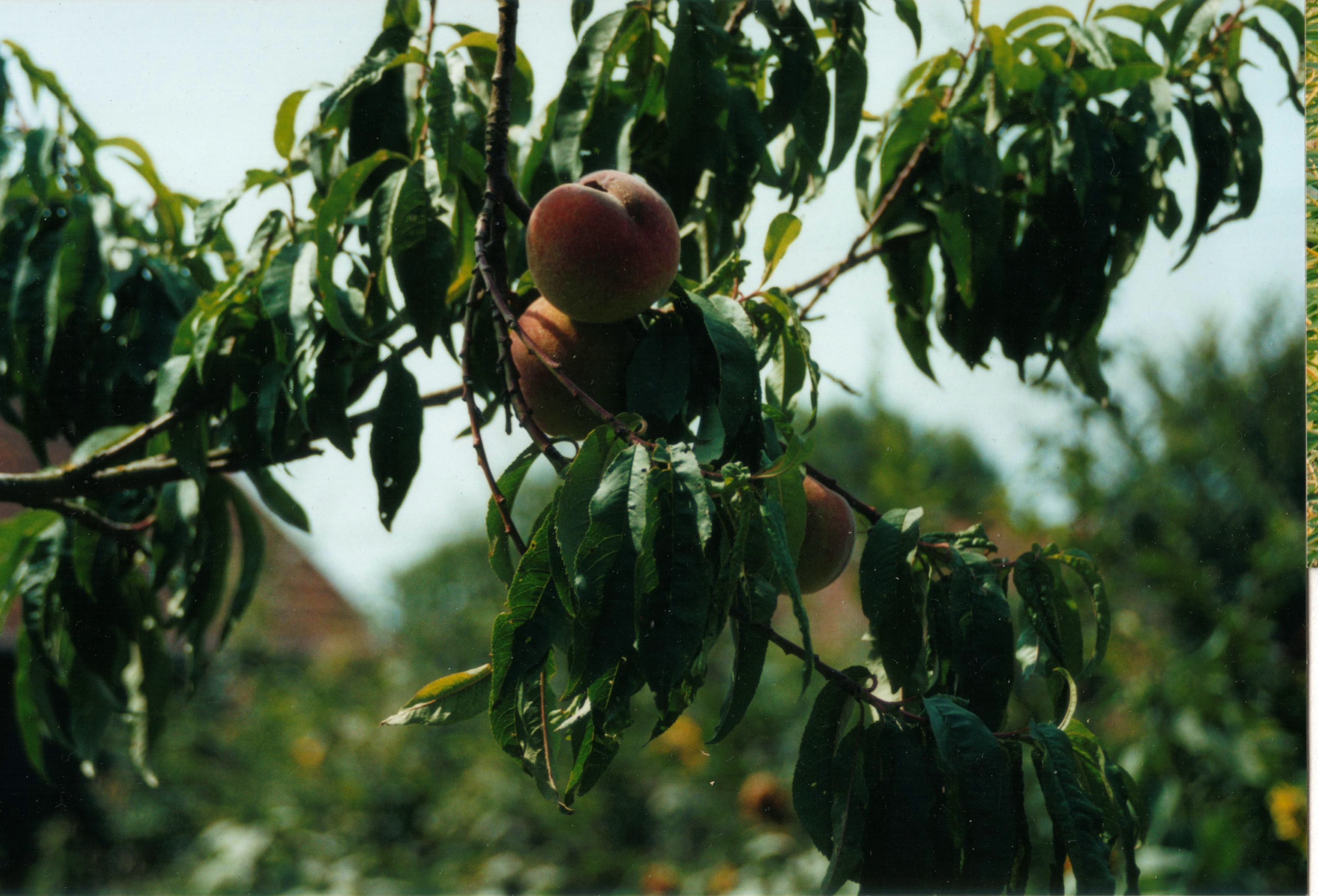 White Italian peaches.jpg