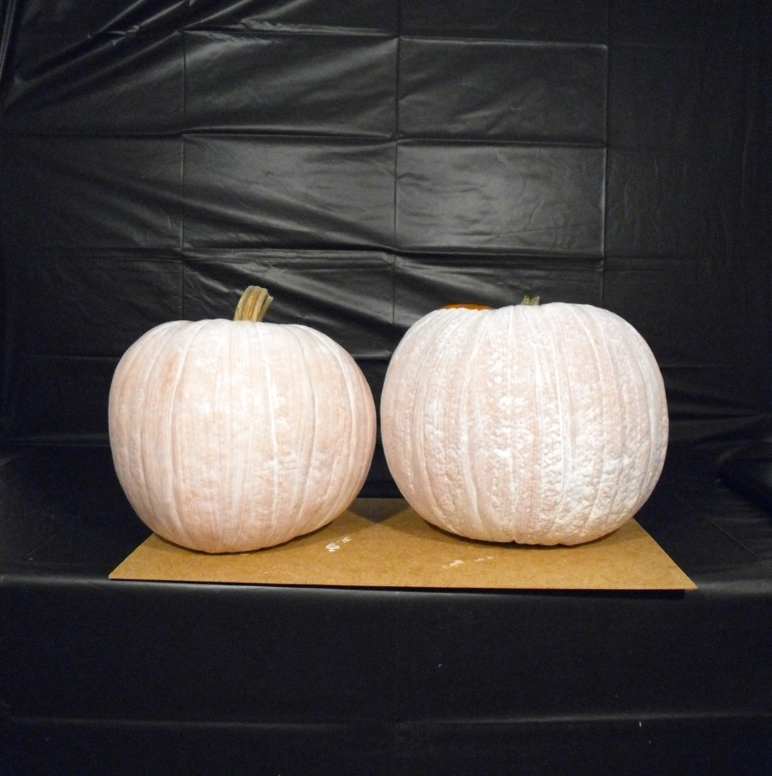 White Pumpkins.jpg