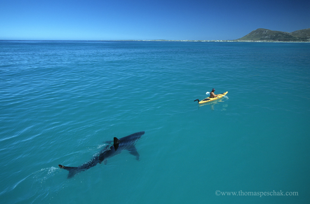 White Shark KayakThomas P. Peschak.jpg