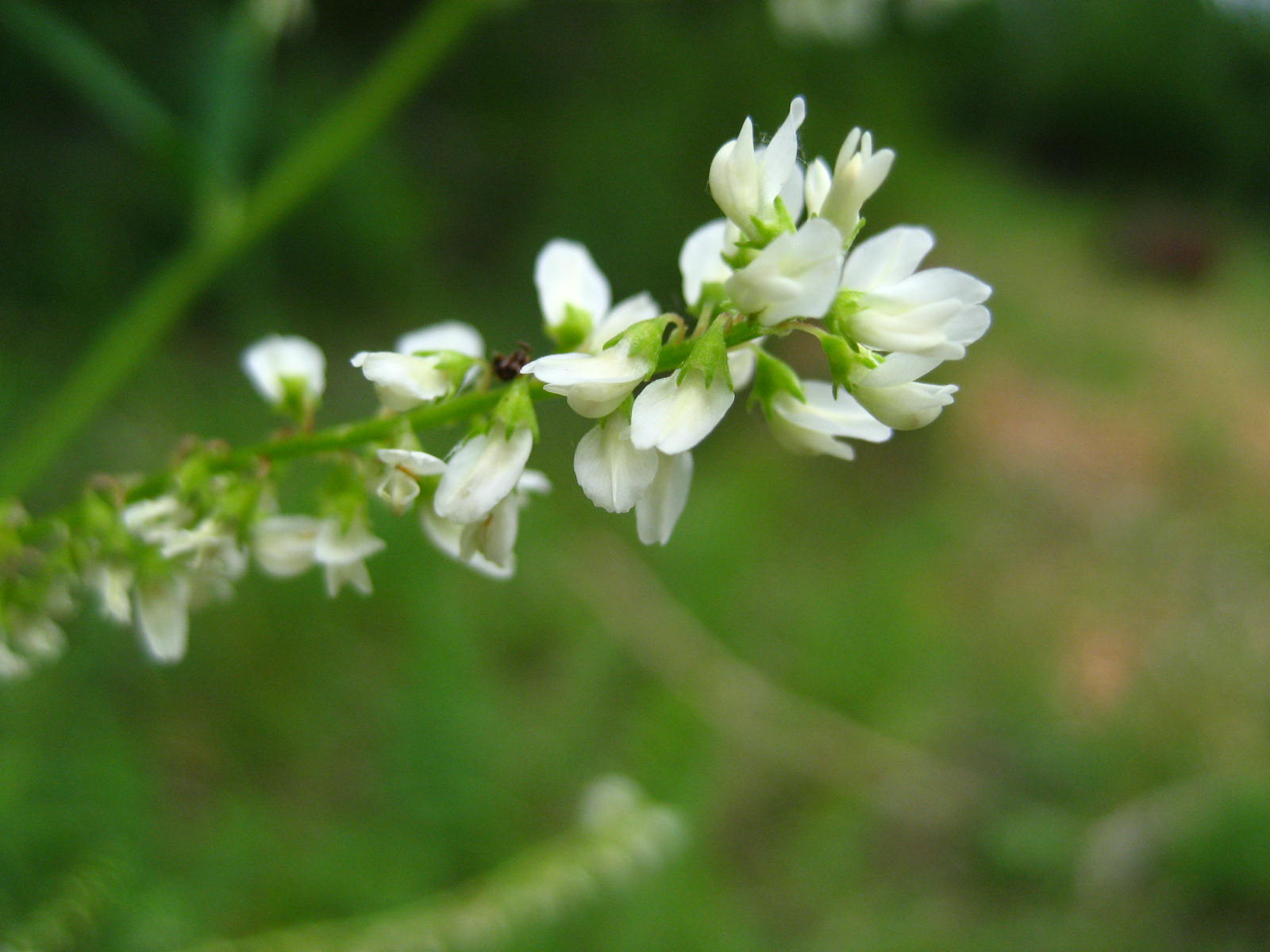 White Sweet Clover