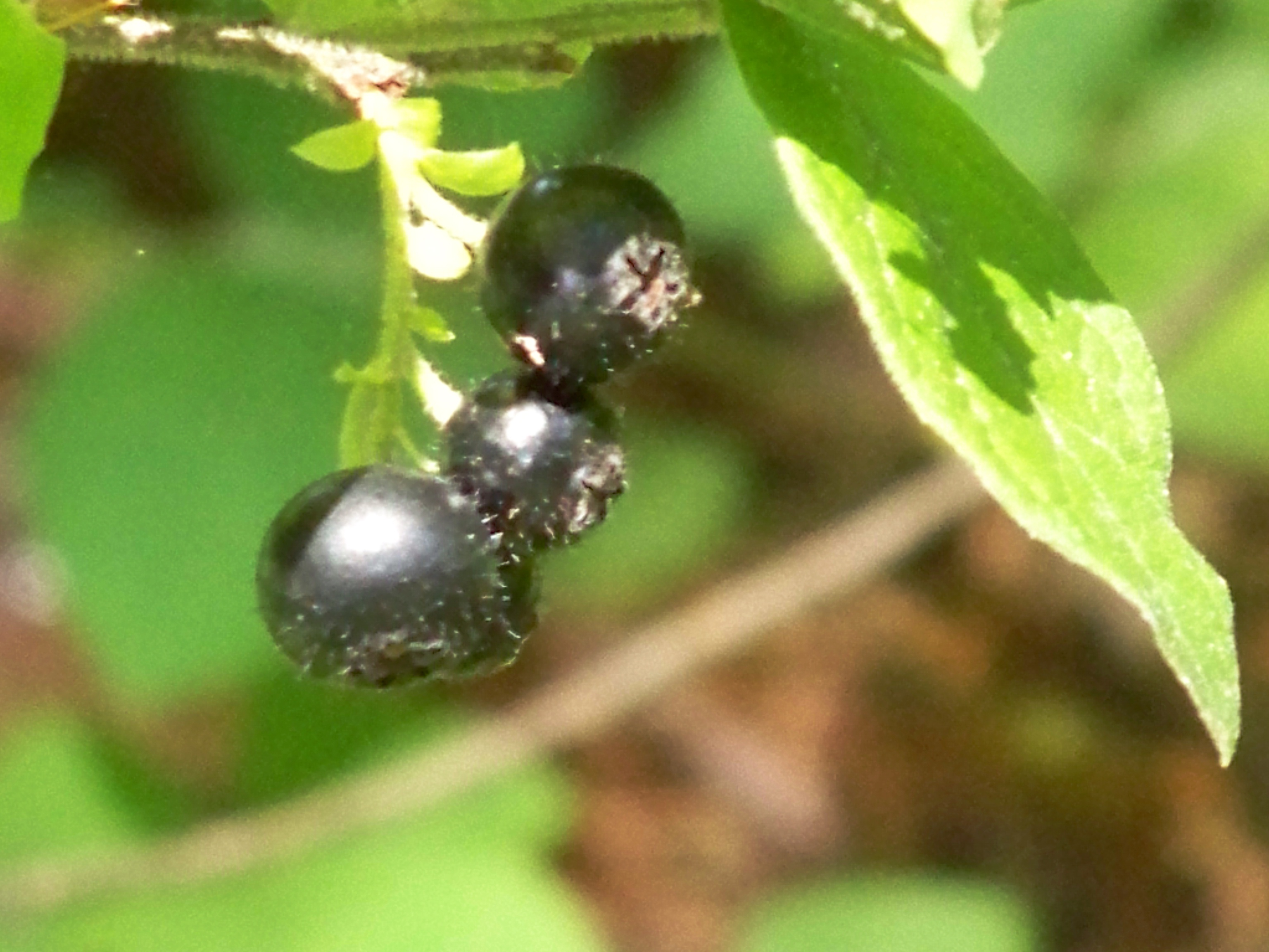 Wild Blueberries.JPG