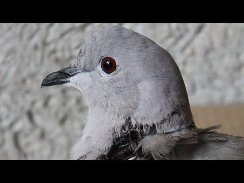 Wild Dove Rescued from Hawk First Aid &amp;amp; Emergency Feeding Rescate paloma herida Colombe bless&eacute;e