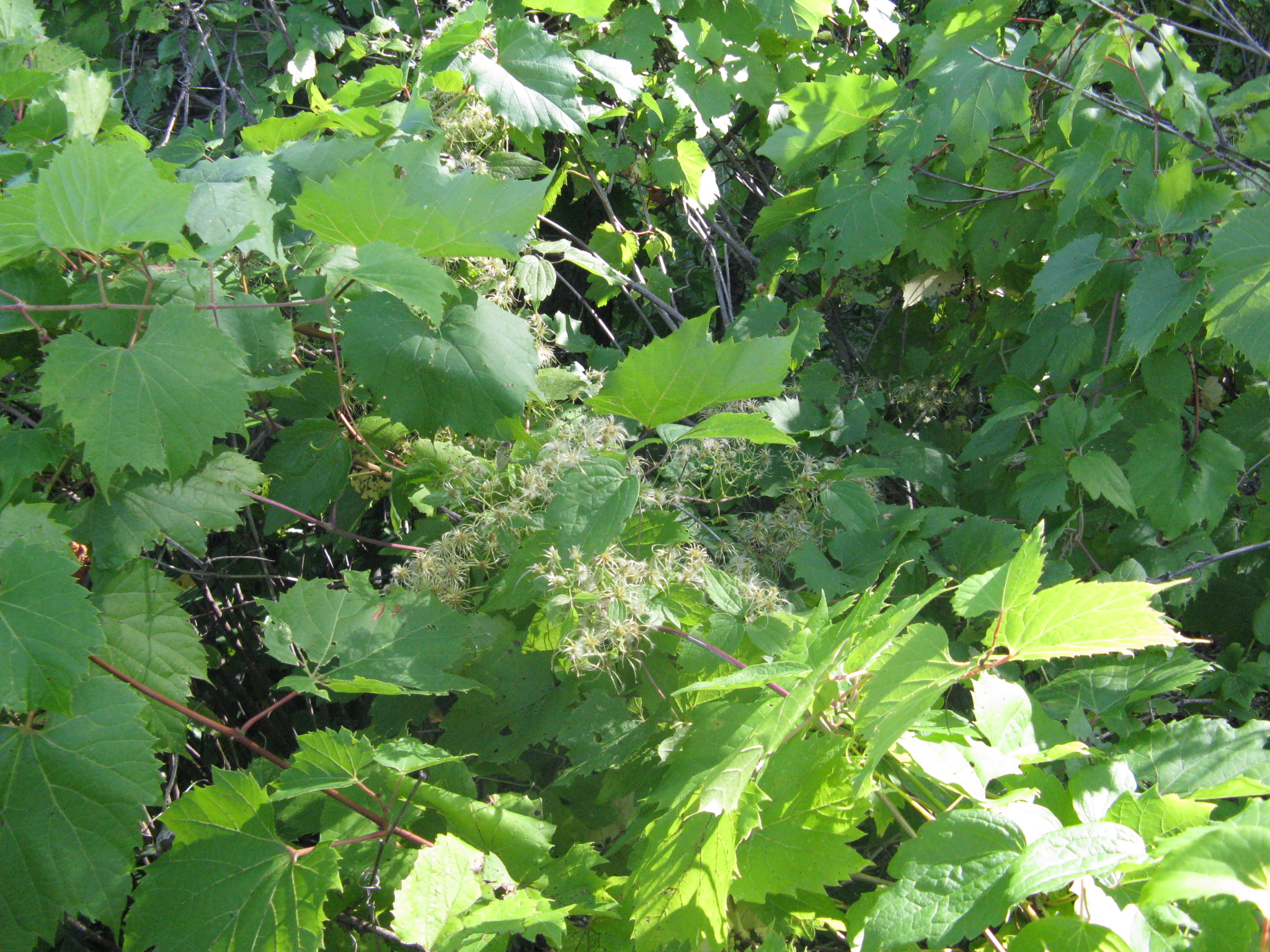 Wild Grape 3.JPG