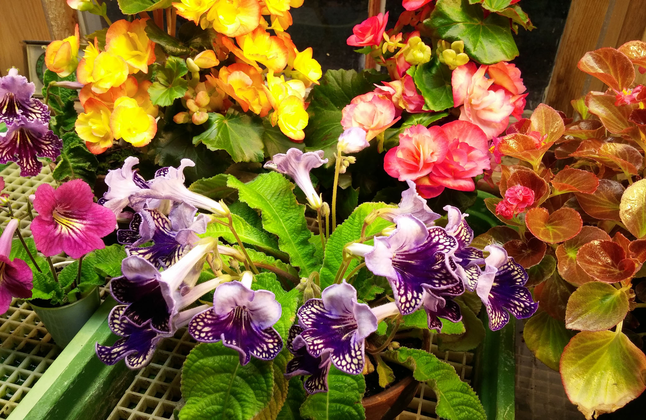 WinterStreptocarpus.jpg