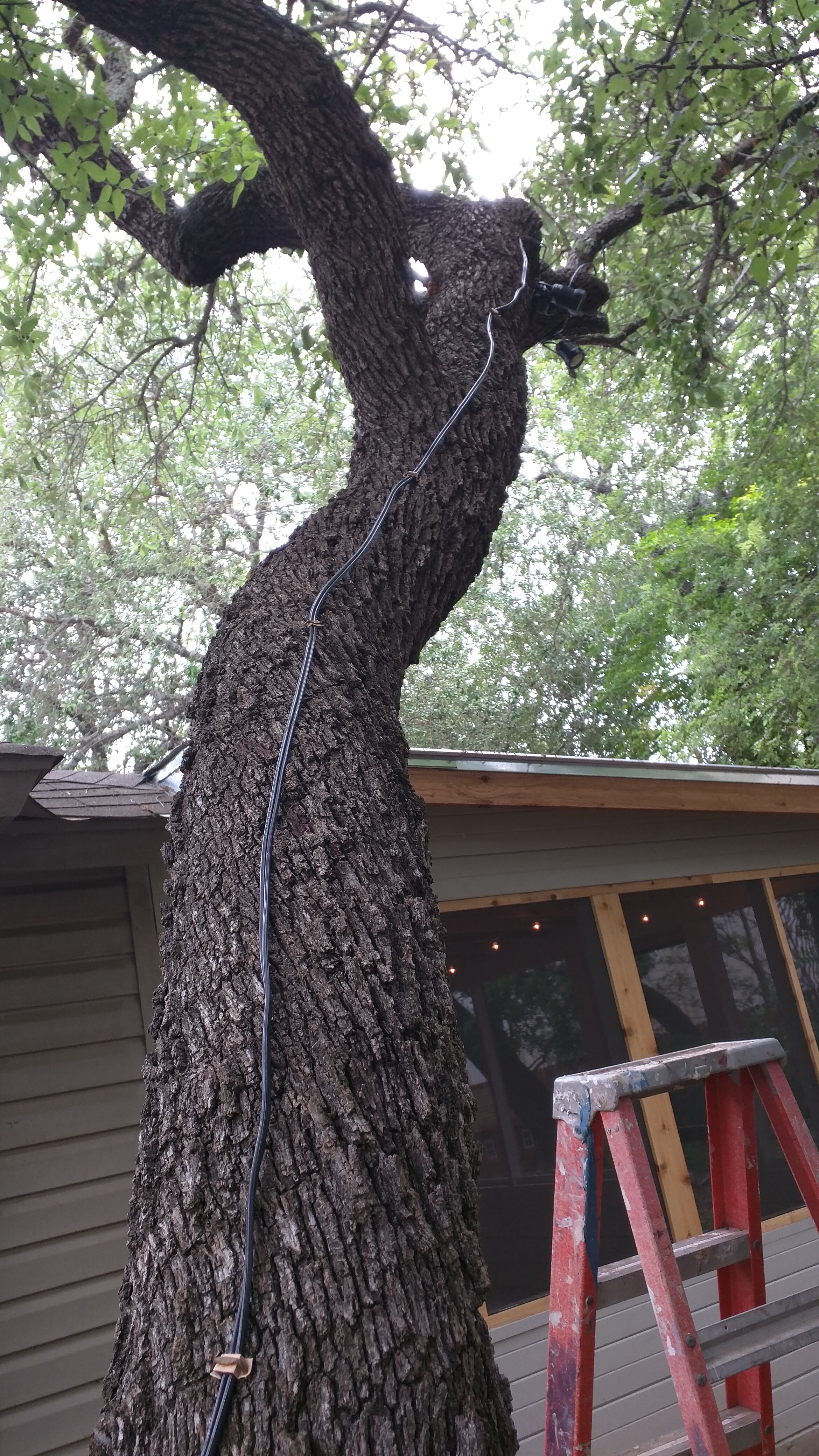 Wire Up Tree.jpg