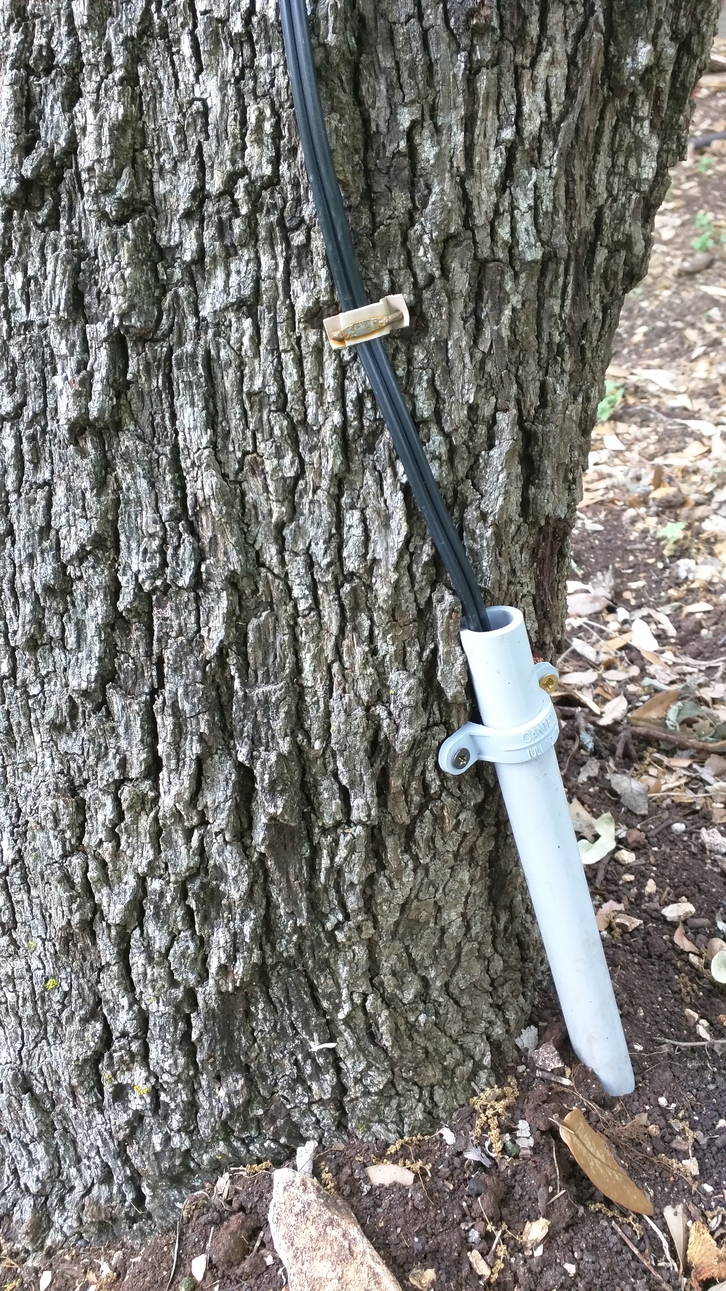 Wire from Ground to Tree.jpg