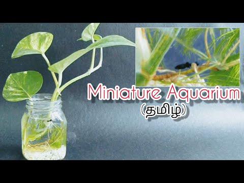 Worlds best Self sustainable Miniature Fish tank that you never seen before