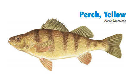 Yellow Perch.jpg