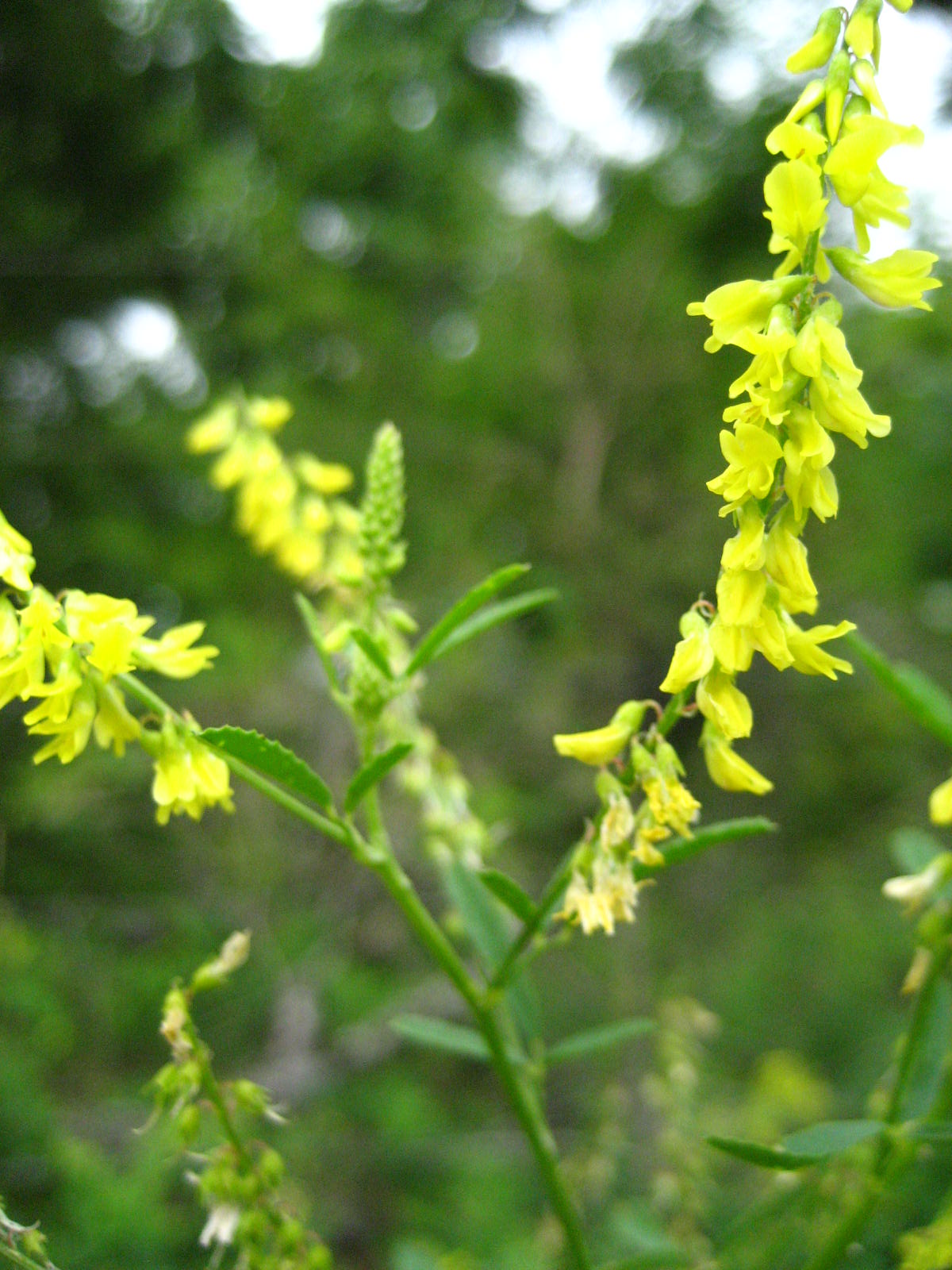 Yellow Sweet Clover