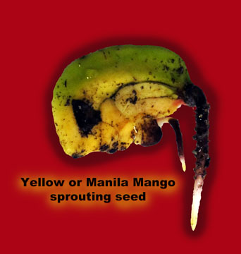 Yellow mango sprouted seed.jpg