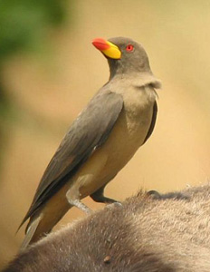 Yellow-billed Oxpecker.jpg