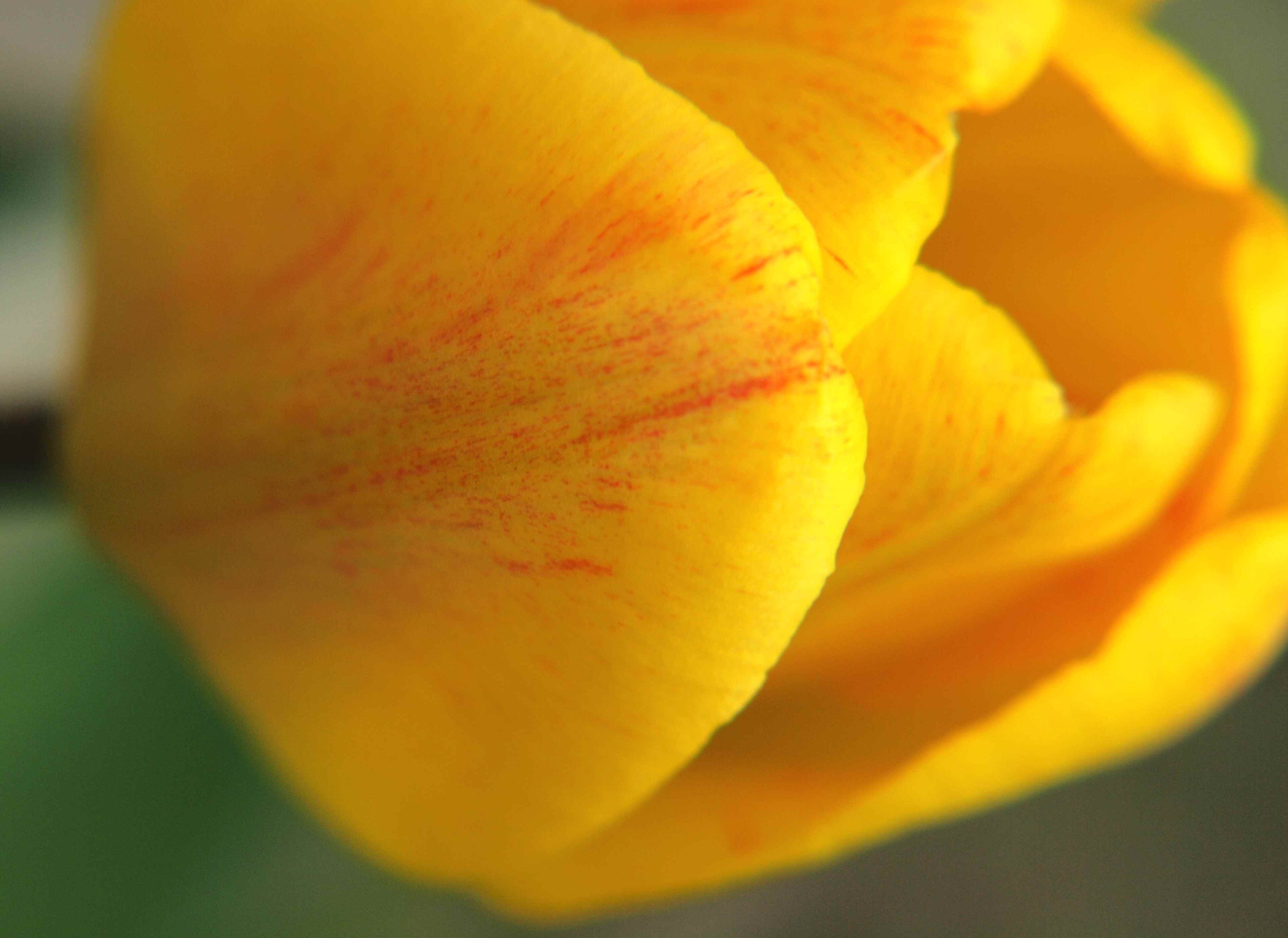 YellowTulip3.jpg