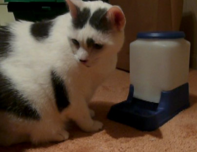 Yoshi's Fantabulous Auto-Regulated Domestic Feline Food Dispensing Invention.jpg