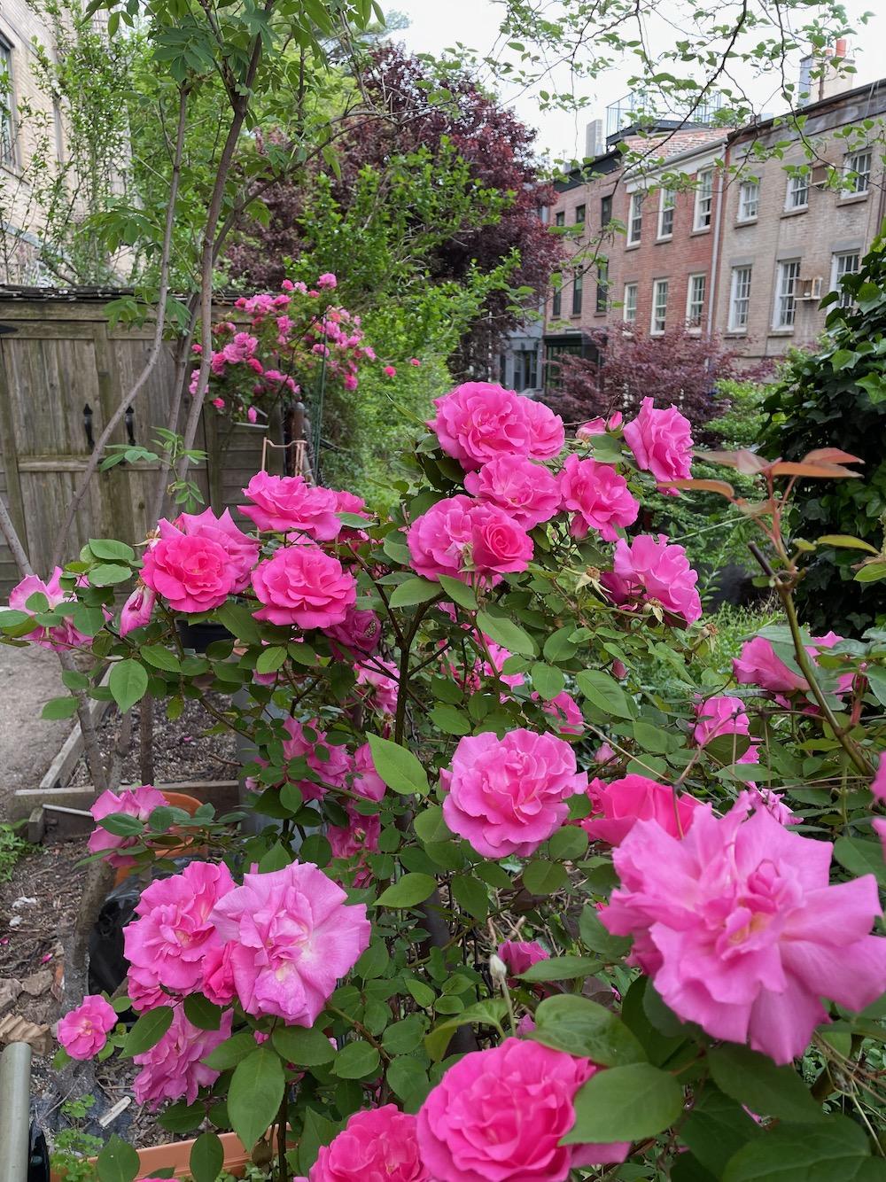 Zephirine Drouin Rose bush.jpeg