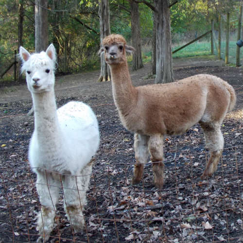 a-alpacas.jpg