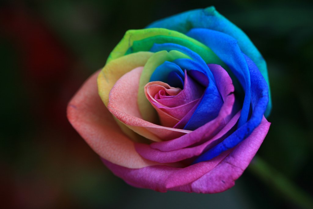 a-single-rainbow-rose-by-INTVGene.jpg