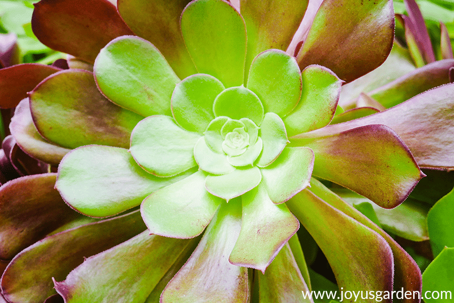 aeonium-arboreum-care-closeup.png