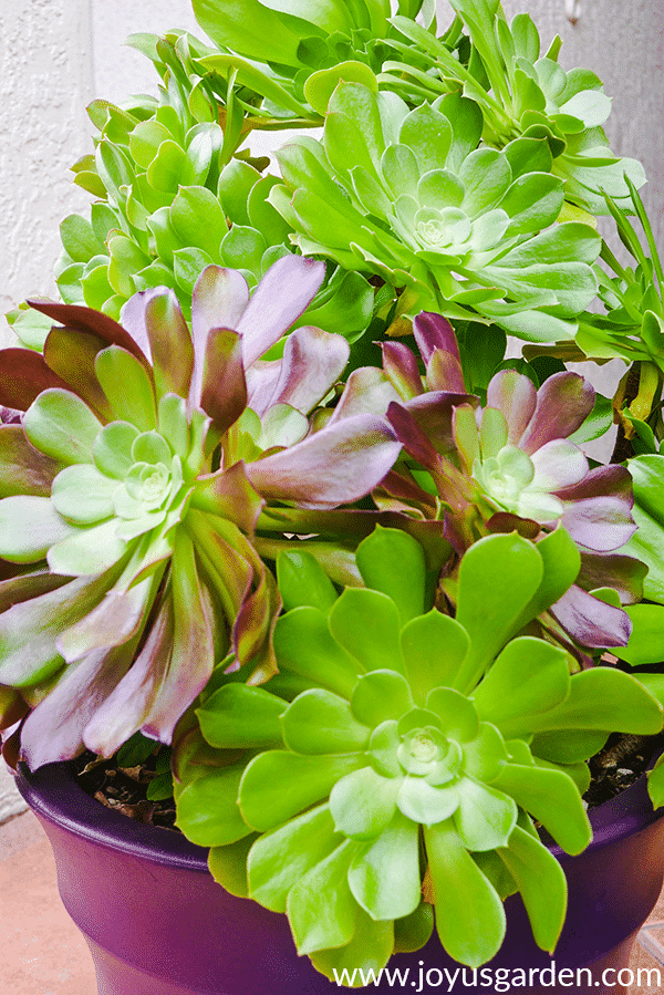 aeonium-arboreum-care.png