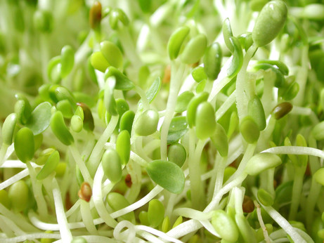 alfalfa-sprouts.jpg