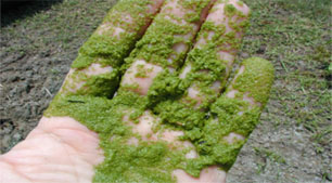 algae-instrutable-3.jpg