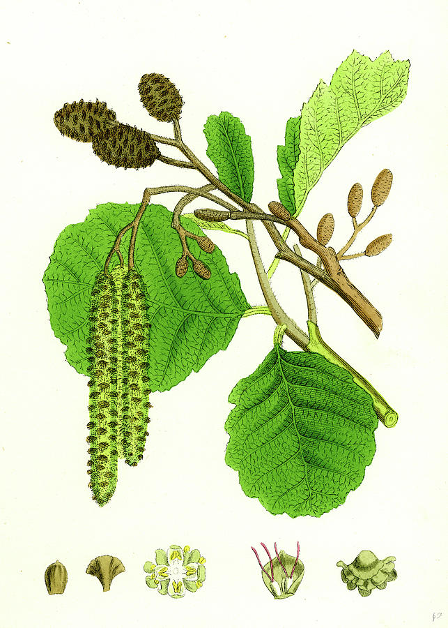 alnus-glutinosa-common-alder-english-school.jpg