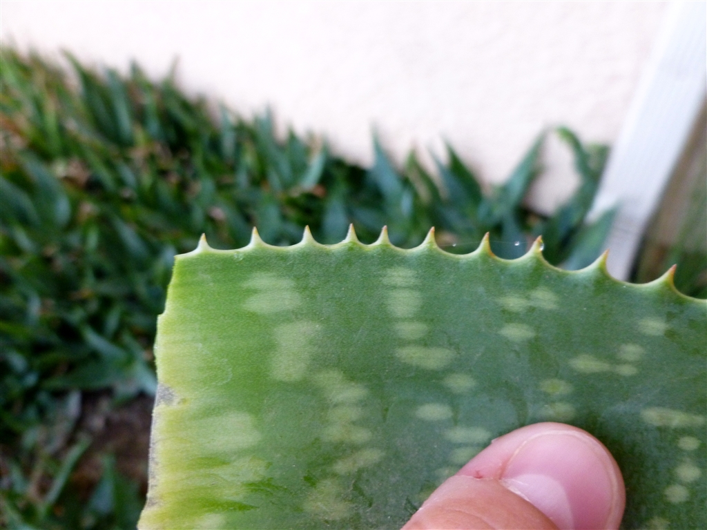 aloe gel_0004.jpg