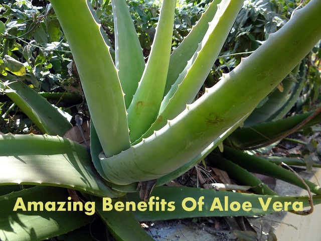 aloe-vera-262725_640.jpg