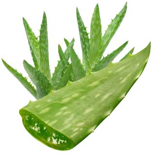 aloe-vera-elherbolario.com.jpg