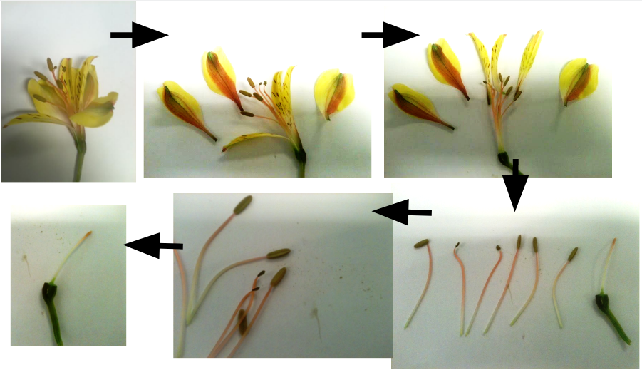 alstroemeria dissection.PNG