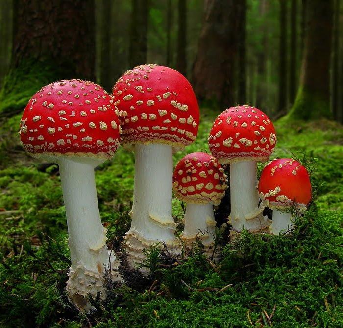 amanita muscaria.jpg